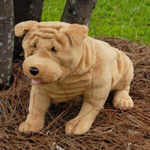 SHAR PEI, SITTING